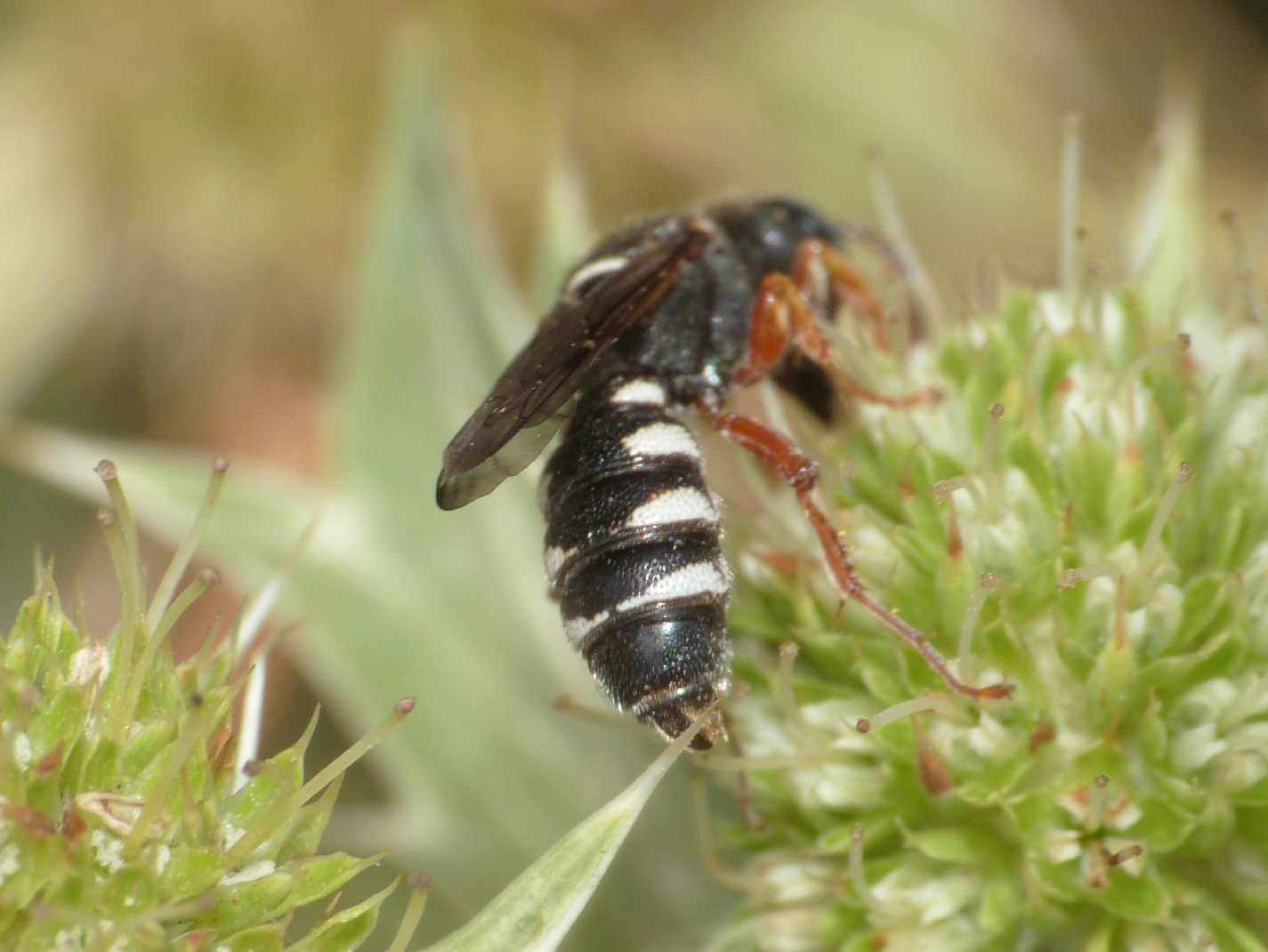 Cerceris interrupta